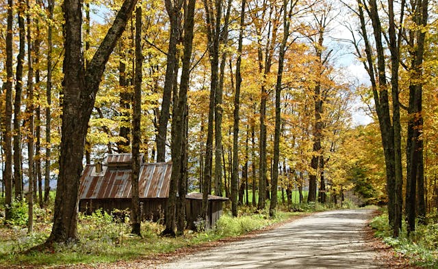 Autumn road winding through New England fall foliage